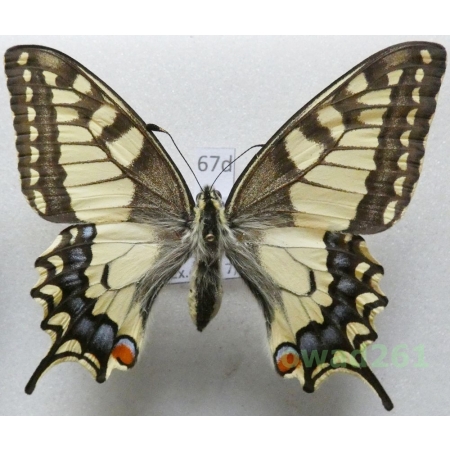 Papilio machaon Linnaeus, 1758 Czech 65mm67d